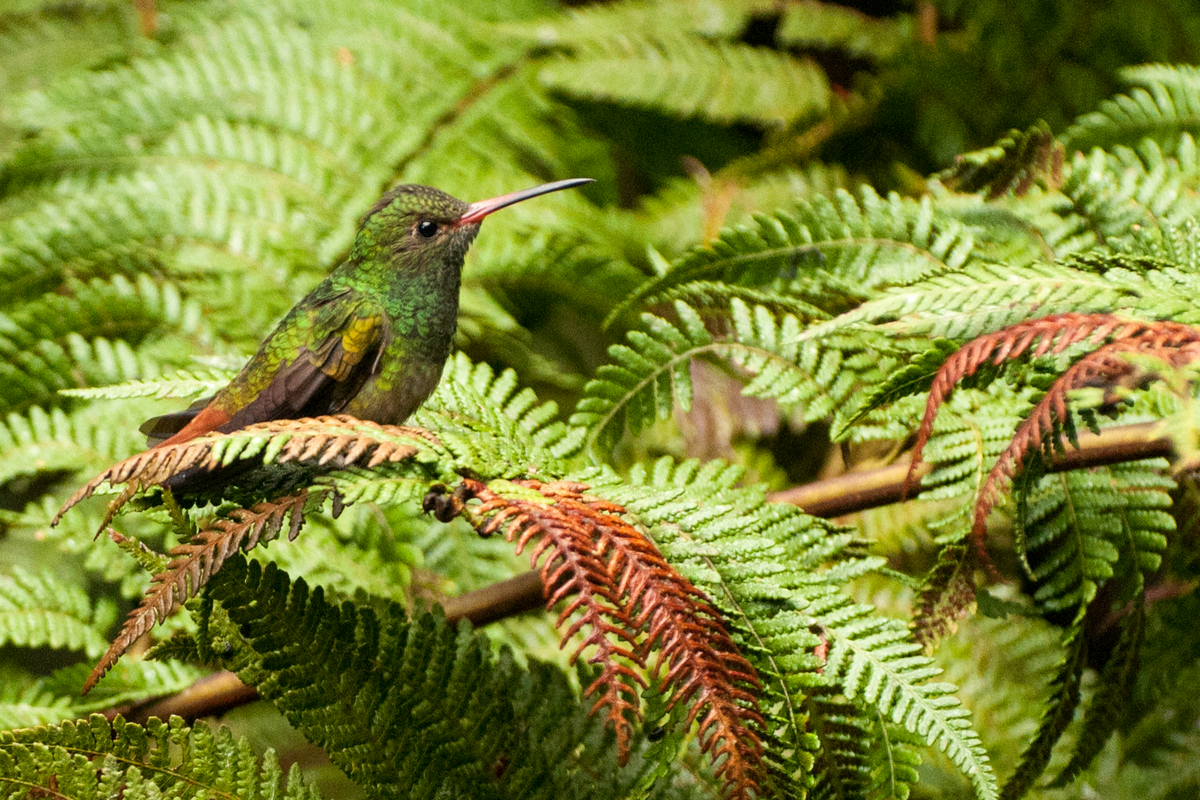 Mindo Ecuador - Hummingbird